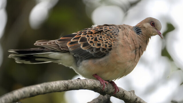 Oriental Turtle Dove Perched on Tree Branch Close Up