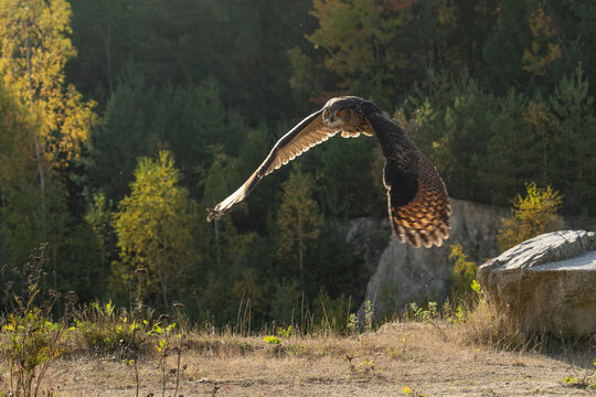 The great eagle owl (Bubo bubo) is a large species of owl in the Strigidae family. It is the largest European owl.