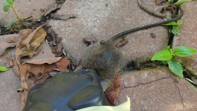 A dead mouse trapped in a black plastic mousetrap on the brick patio in the backyard, swarming with ants.