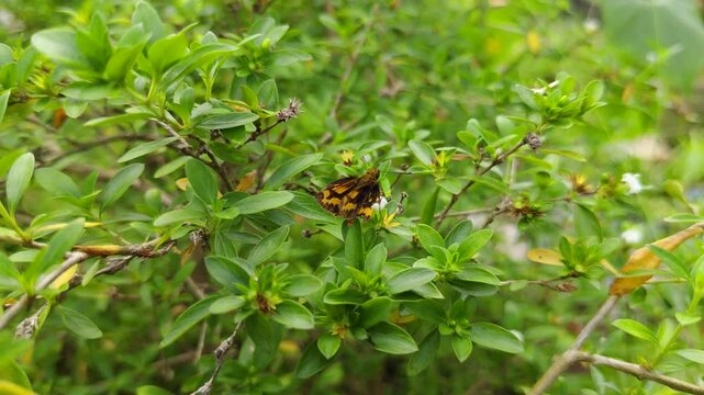 An skipper butterfly resting on a green leaf and a small white flower in a lush garden shrub.
