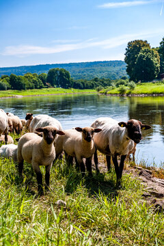 A flock of sheep stands on the grassy bank of the Weser river
