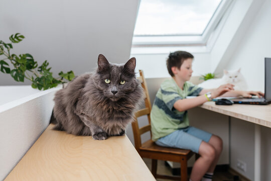 Gray cat looking at camera while child studies on laptop indoors