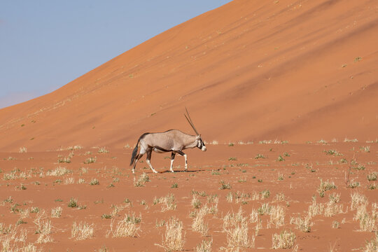 Gemsbok antelope walking alone in the red sand dunes of the namib desert with antelope, wildlife