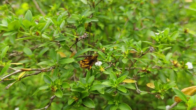 An skipper butterfly resting on a green leaf and a small white flower in a lush garden shrub.