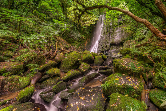 Secluded waterfall flowing through a lush green subtropical forest surrounded by mossy boulders Australia.