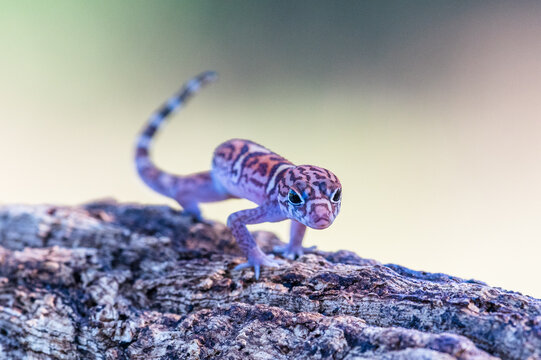 Small gecko lizard with patterned skin walking along a rough textured tree branch wildlife creature