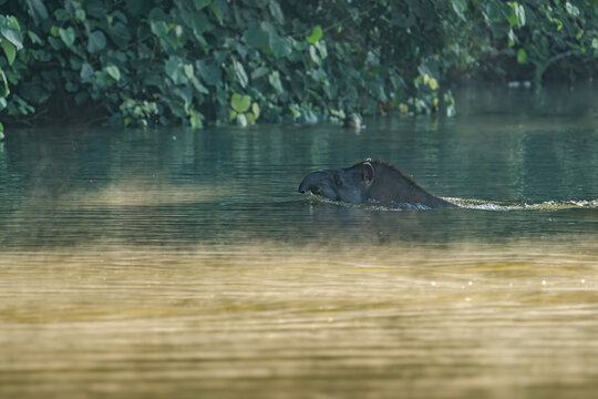 Capybara swimming in calm river water surrounded by lush rainforest greenery with capybara, swimming