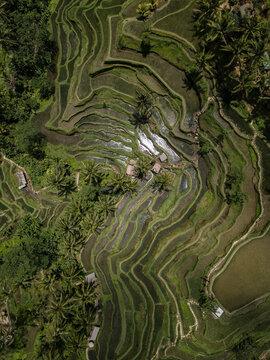 Indonesia, Bali, Ubud, Tegalalang, Aerial view of rice fields, terraced fields