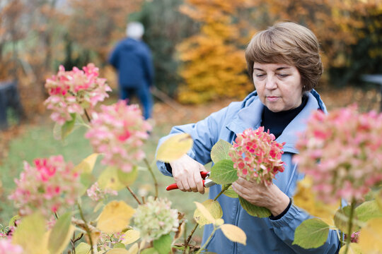 Woman in jacket prunes pink hydrangea in autumn home garden