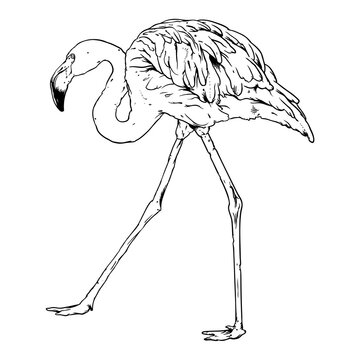 Elegant Flamingo Line Art Drawing - Black and White Bird Illustration