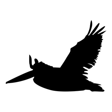 Silhouette of a pelican in flight, isolated on a white background