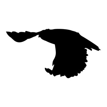 Silhouette of a soaring eagle in flight, wings spread wide, white background