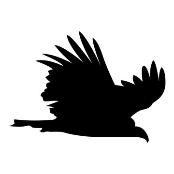 Silhouette of a soaring eagle in flight against white background