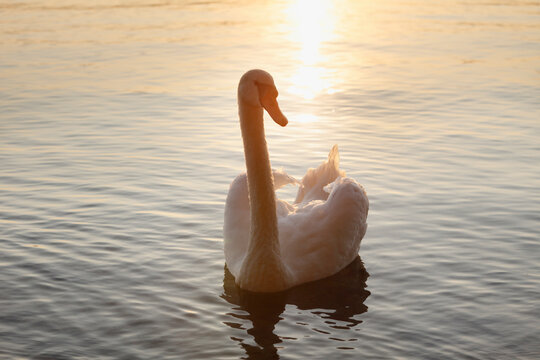 Mute swan gliding on lake Starnberg at sunset in Bavaria
