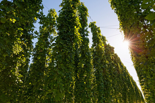 Hop garden in backlight