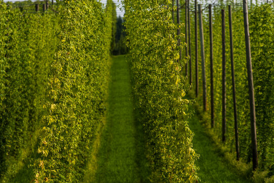Germany, Bavaria, Attenhofen, hop garden