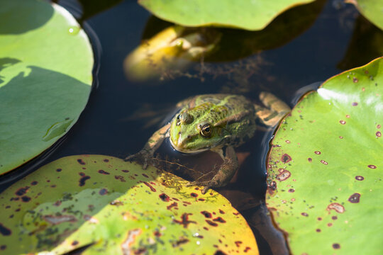 Germany, Munich, botanical garden, frog in pond
