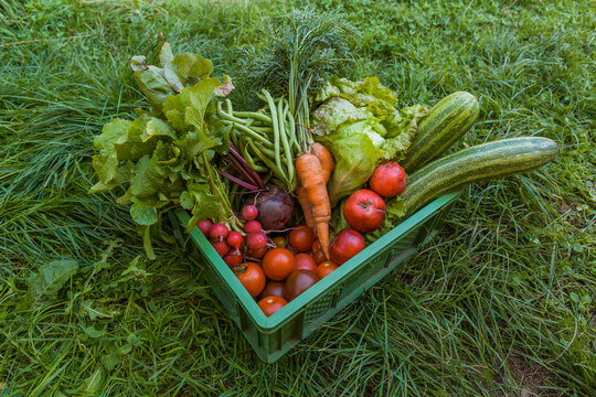 Harvested mixed vegetables and apples in a box