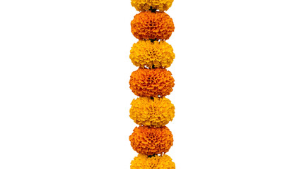 Marigold flower garland isolated on transparent background