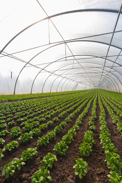 Germany, Baden Wuerttemberg, Rows of lettuce in greenhouse