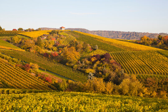 Germany, Baden Wuerttemberg, Stuttgart, View of vineyard in autmn