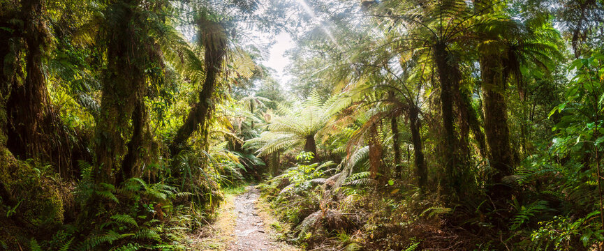 New Zealand, South Island, Milford Track, Milford Sound, path through rainforest