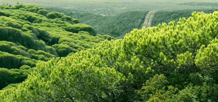 Lush green pine forest covers the rolling hills in Sagres Portugal