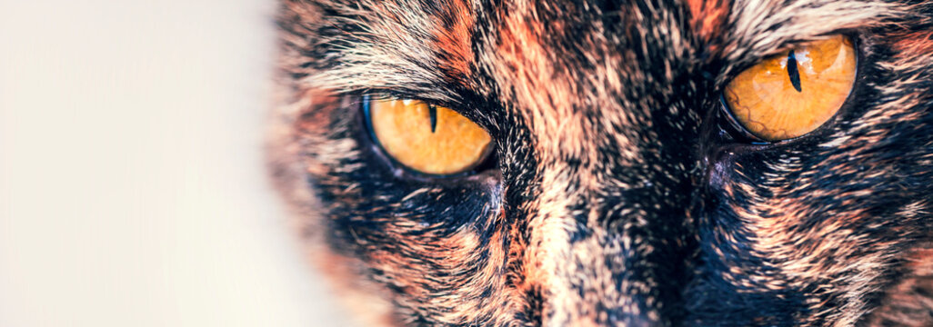 Spain, Close up of cats eye