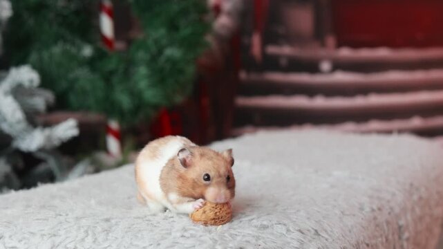 Hamster, eating walnut in a christmas decorated home, holiday, animal