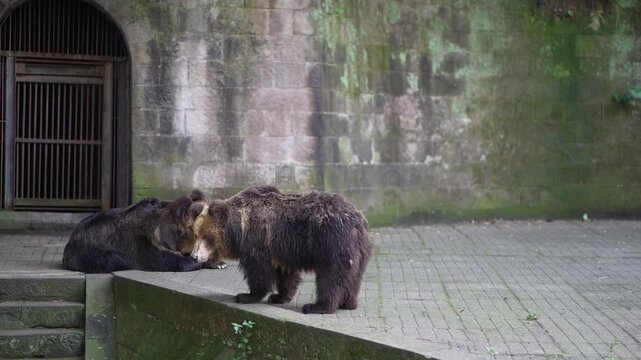 Two brown bears in zoo enclosure near stone wall