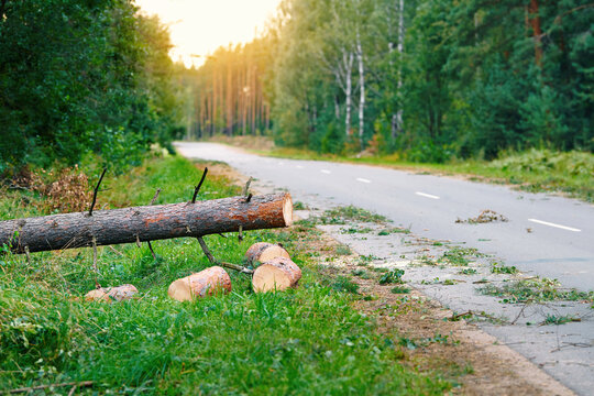 Storm damaged tree blocking vehicle access on rural road after strong winds. Municipal workers sawing trunk for removal and preventing potential traffic accidents. Fallen tree removal. Selective focus