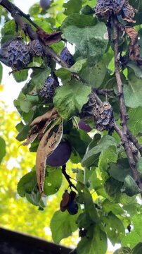 Ripe plums on a branch next to rotten fruits. Diseases in the orchard. Treatment of garden diseases