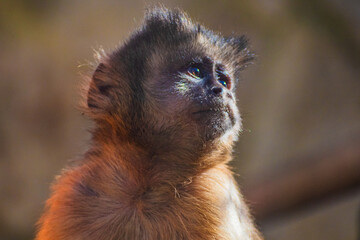 Gracile capuchin monkey (Cebus) © Alberto Giron 