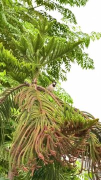 Small Sparrow Perched on a Green Tree Branch