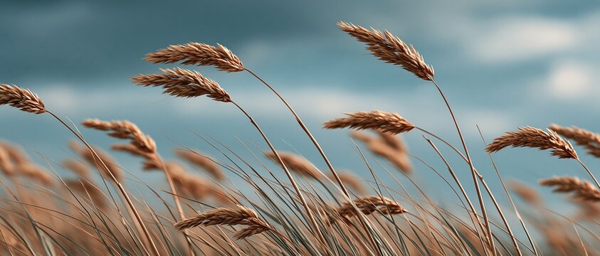 Serene yet dynamic closeup of golden reed grass bending in the breeze beneath a moody teal sky. Perfect for wellness, eco, or mindfulness campaigns seeking raw natural beauty.