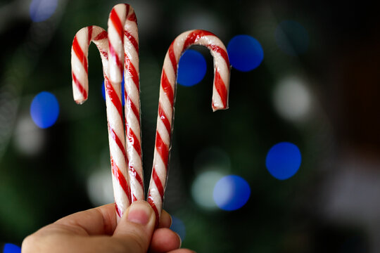 Hand holding three Red and white striped candy cane lollies at Christmas