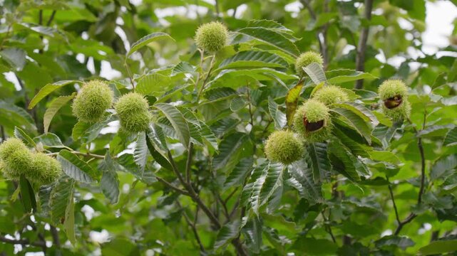 Sweet chestnut burrs ripening on tree branches in summer