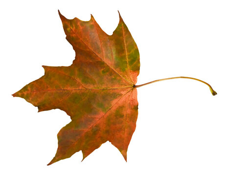 mottled maple leaf