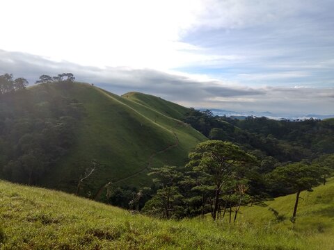 Rolling Green Hills and Lush Forest Landscape