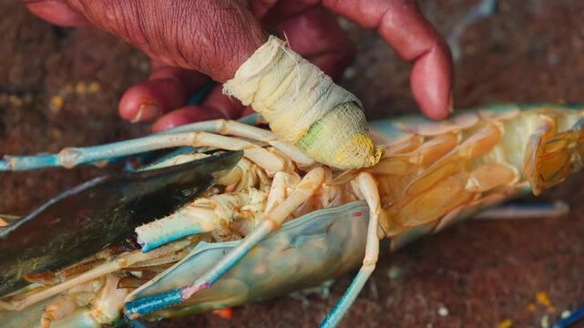 Cutting process of giant freshwater Rosenberg shrimp lat. Macrobrachium rosenbergii at fish market, seafood cutting process slow motion