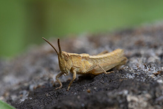 Macro image of a Common Field Grasshopper, England, UK 