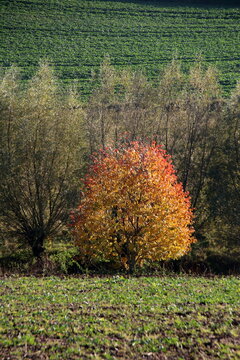 Herbstliche Landschaft mit Baum