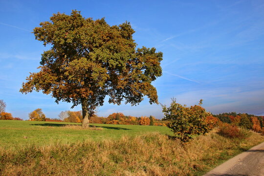 Herbstliche Landschaft mit Baum