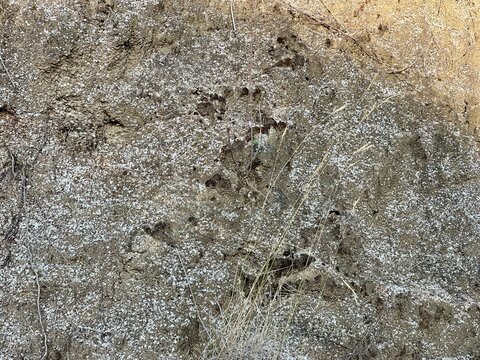 Decomposed granite soil texture, dry hillside background