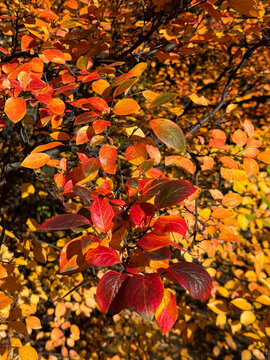 Autumn red orange yellow leaves of cotoneaster bush