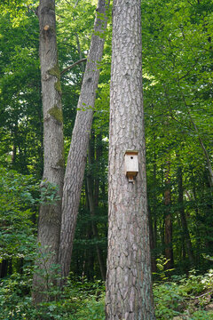A small wooden birdhouse, painted white, is mounted high up on a textured pine tree trunk, surrounded by dense green forest foliage