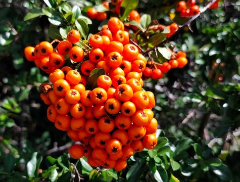 Scarlet firethorn: a European species of firethorn or red firethorn that has been cultivated in gardens since the late 16th century, its botanical name is Pyracantha coccinea.