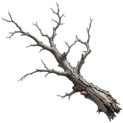 Fototapeta premium Leafless Dead Tree Branch Isolated Vector Illustration
