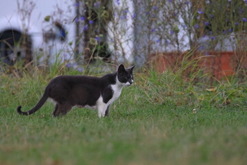 cat © Thomas