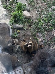 staring raccoon © stillcloud. 